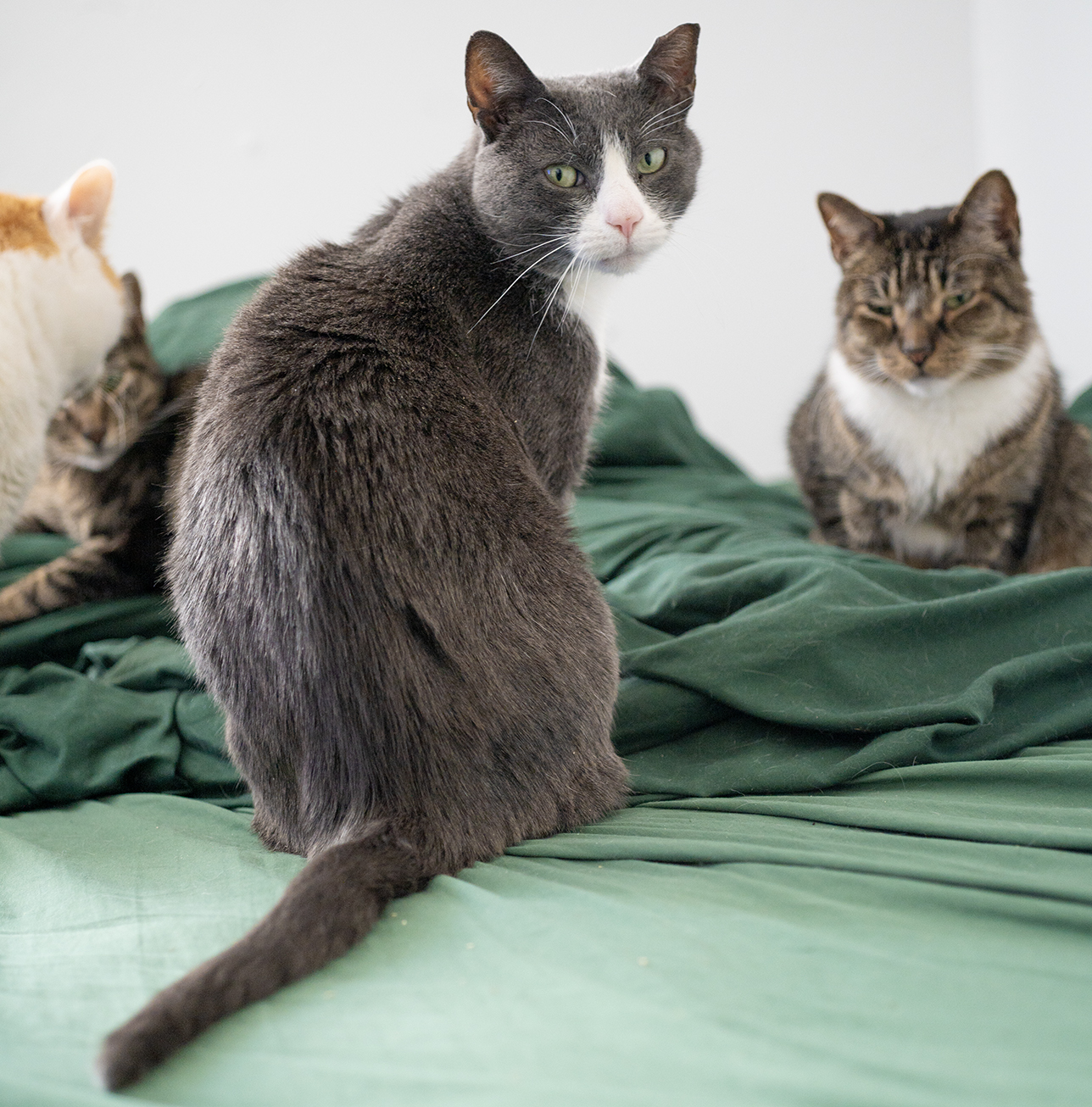Senior Pet Home New York cat photo
